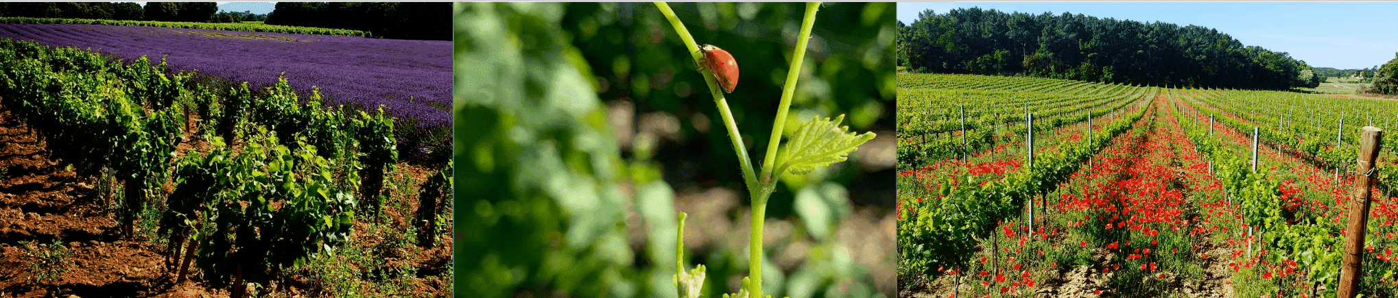 photo viticulture