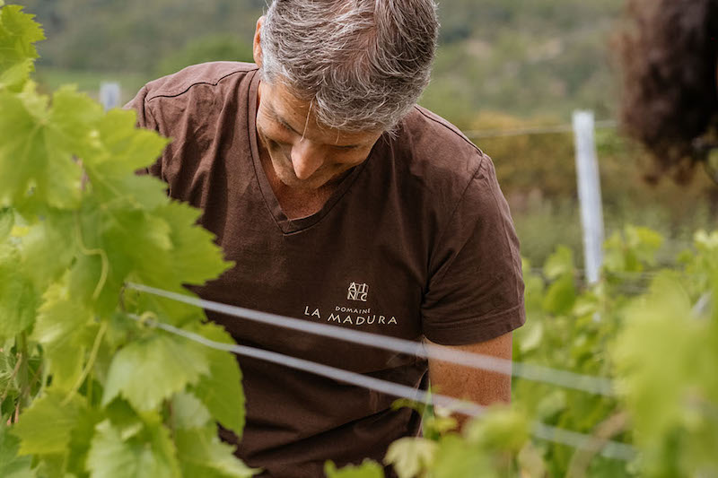 producteur vigne la madura