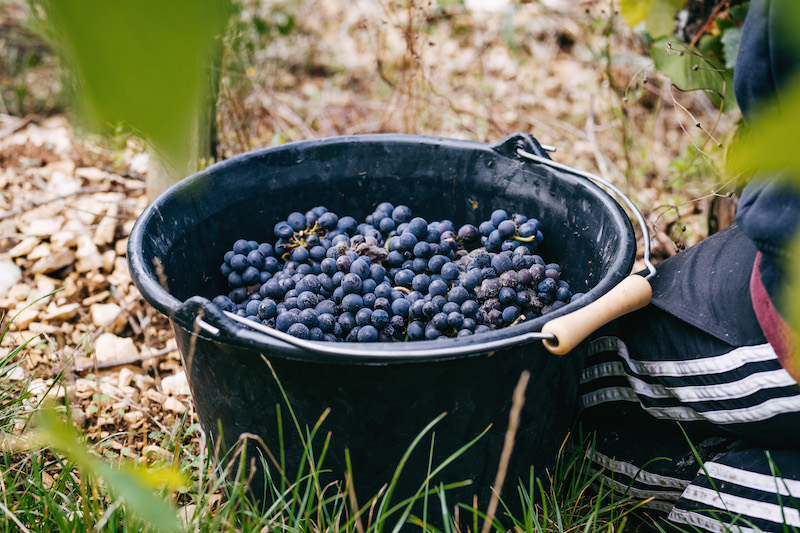 vendanges-sancerre