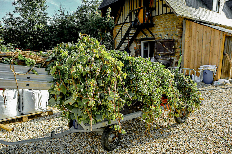 récolte du houblon en Normandie