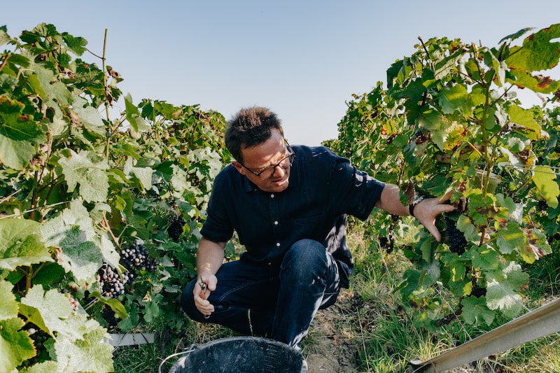 récolte manuelle des raisins et vendanges en champagne