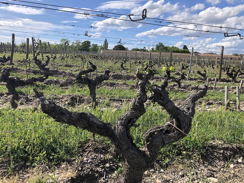 taille vigne cordon de royat