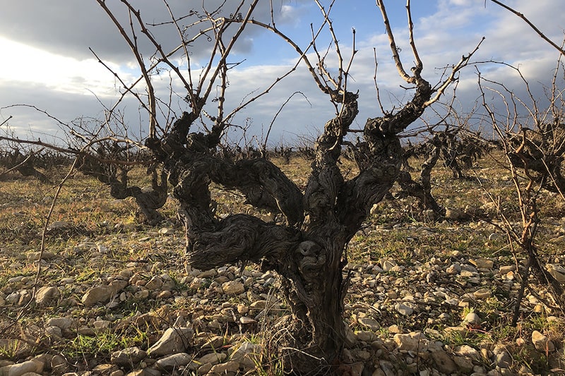 taille vigne domaine des gravennes