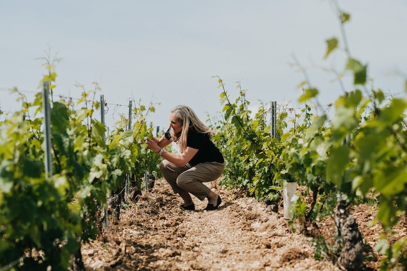 Terroir de Chablis Domaine Louis Moreau