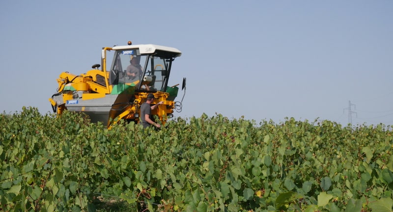 vendanges mécanique dans le muscadet domaine bedouet