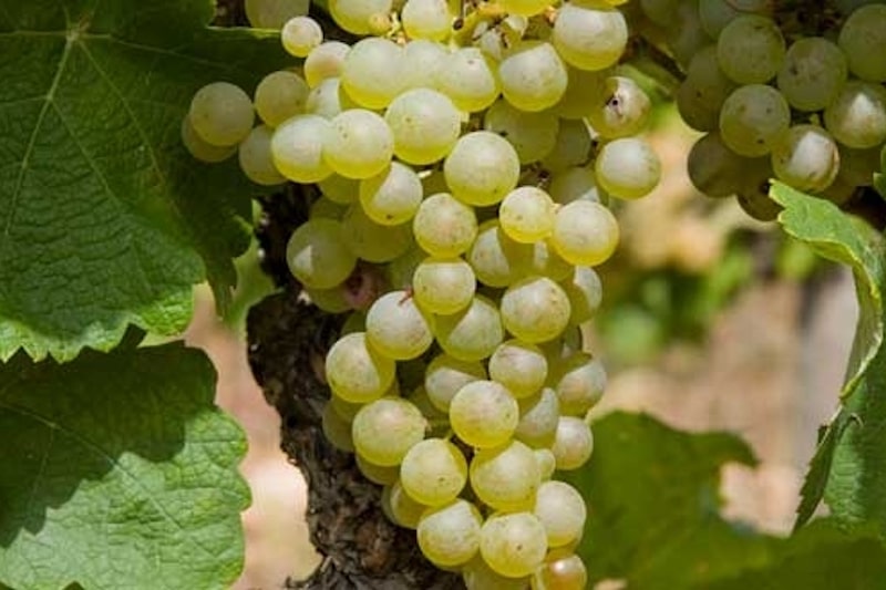 vigne-mauzacinter-rhone