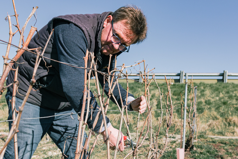 vigneron taille les vignes