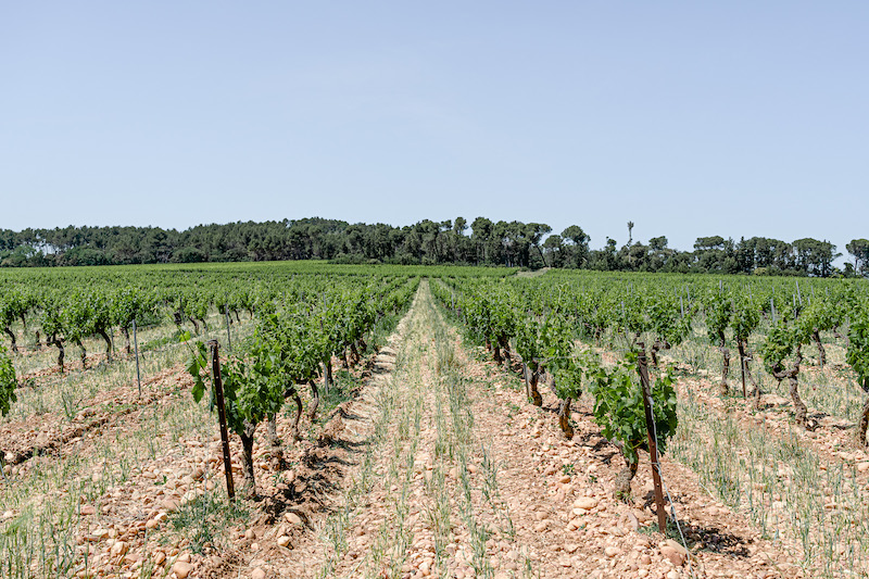 vignes de grenaches a châteauneuf du pape 