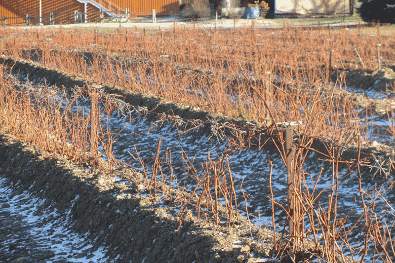 vignes hiver