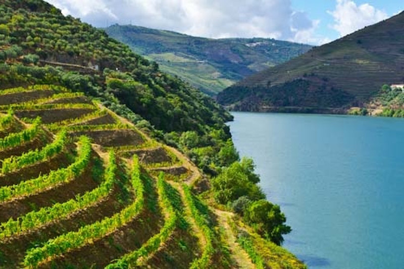 vignes lac argentine