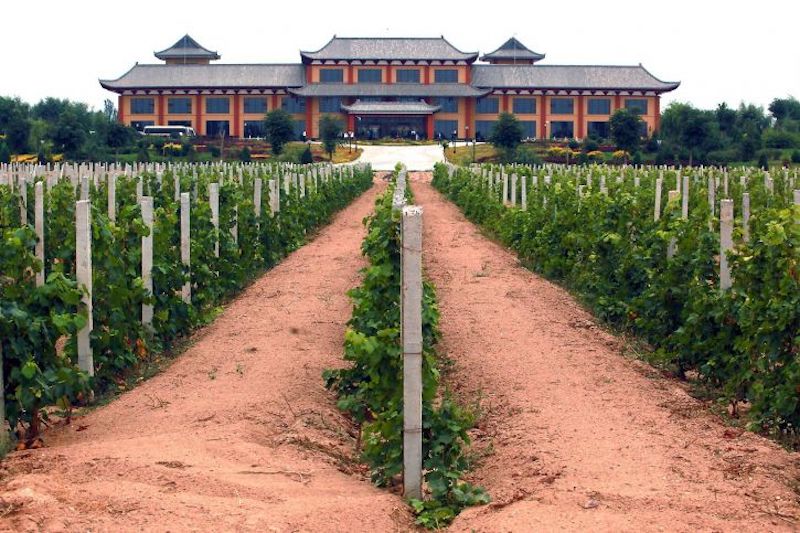 vignoble chinois